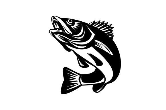 Download Walleye Fish Jumping Isolated Black - Wall Collection