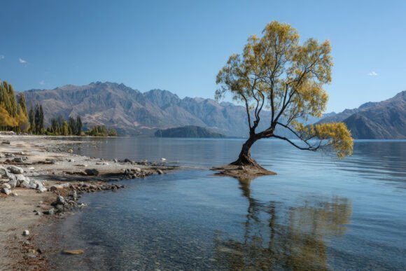 Download Tree with Mountains Background Wallpaper - Wall Collection